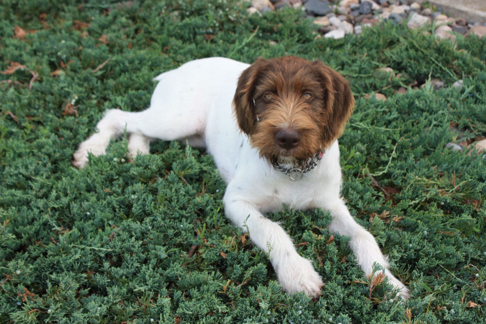 German wirehaired 2025 pointer white